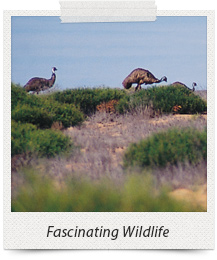 shark bay national park